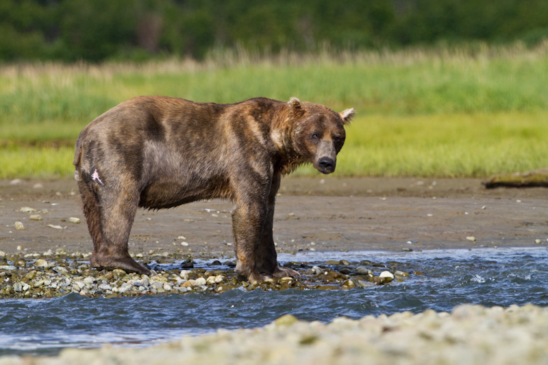 Grizzly Bear